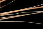 Capillary hairsedge